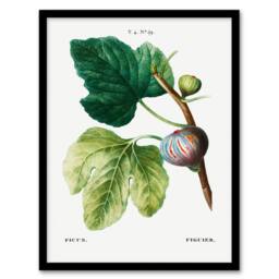 Artery8 Pierre J Redoute Framed Wall Art Vintage Botanical Ficus Carica Fig in White - Size: A4 - thumbnail 1