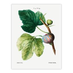 Artery8 Pierre J Redoute Framed Wall Art Vintage Botanical Ficus Carica Fig in White - Size: A4 - thumbnail 3