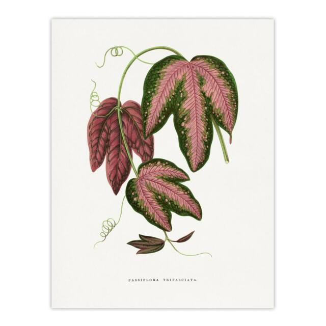 "Artery8 AF Lydon B Fawcett Passiflora Trifasciata Leaves Wall Art Print in White - Size: W12"" x H16""" - image 1