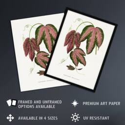 "Artery8 AF Lydon B Fawcett Passiflora Trifasciata Leaves Wall Art Print in White - Size: W12"" x H16""" - thumbnail 2
