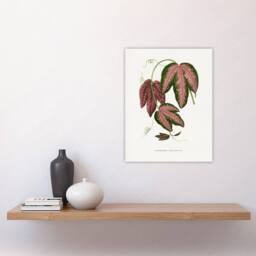"Artery8 AF Lydon B Fawcett Passiflora Trifasciata Leaves Wall Art Print in White - Size: W12"" x H16""" - thumbnail 4