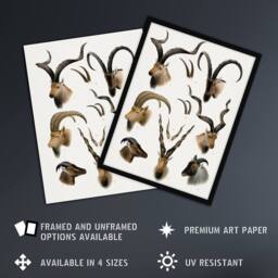 Artery8 Vintage Illustration Bovidae Animals Lydekker Framed Wall Art Print in White - Size: A4 - thumbnail 2