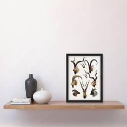 Artery8 Vintage Illustration Bovidae Animals Lydekker Framed Wall Art Print in White - Size: A4 - thumbnail 4