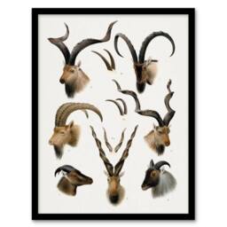 Artery8 Vintage Illustration Bovidae Animals Lydekker Framed Wall Art Print in White - Size: A4 - thumbnail 1