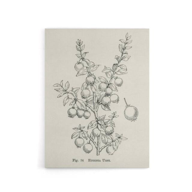 "Artery8 Fruit Growers Guide Chilean Guava Wright Canvas Wall Art Print in White - Size: W12"" x H16""" - image 1