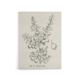 "Artery8 Fruit Growers Guide Chilean Guava Wright Canvas Wall Art Print in White - Size: W12"" x H16""" - thumbnail 1
