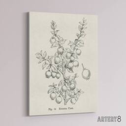 "Artery8 Fruit Growers Guide Chilean Guava Wright Canvas Wall Art Print in White - Size: W12"" x H16""" - thumbnail 2