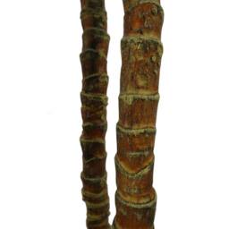 Leaf Artificial Tree Yukka Tropical House Plant 170cm Tall XXL Yukka Botanik in Green - thumbnail 4
