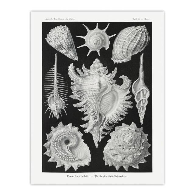 "Artery8 Sea Snail Shells Vintage Haeckel Botanical Wall Art Print Poster in White - Size: W12"" x H16""" - image 1