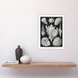 "Artery8 Sea Snail Shells Vintage Haeckel Botanical Wall Art Print Poster in White - Size: W12"" x H16""" - thumbnail 4
