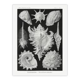 "Artery8 Sea Snail Shells Vintage Haeckel Botanical Wall Art Print Poster in White - Size: W12"" x H16""" - thumbnail 1