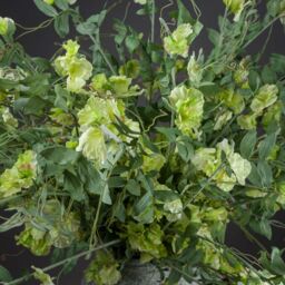Love Lace Sweet Pea Trail Artificial Flower in Green - thumbnail 2