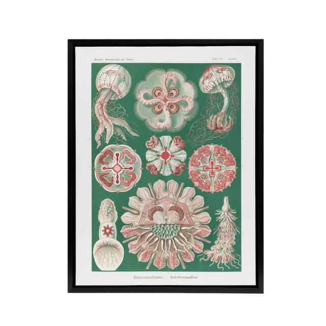"Artery8 Green Pink Vintage Jellyfish Haeckel Botanical Framed Canvas Wall Art - Size: W12"" x H16""" - image 1