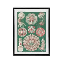 "Artery8 Green Pink Vintage Jellyfish Haeckel Botanical Framed Canvas Wall Art - Size: W12"" x H16""" - thumbnail 1
