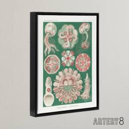 "Artery8 Green Pink Vintage Jellyfish Haeckel Botanical Framed Canvas Wall Art - Size: W12"" x H16""" - thumbnail 2