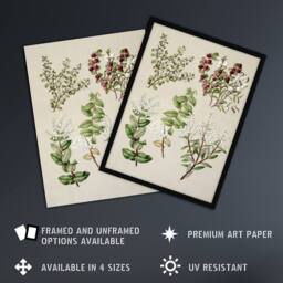 Artery8 New Zealand Gaultheria Flowering Plant Featon Framed Wall Art Print in Beige - Size: A4 - thumbnail 2