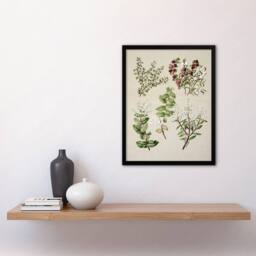 Artery8 New Zealand Gaultheria Flowering Plant Featon Framed Wall Art Print in Beige - Size: A4 - thumbnail 4