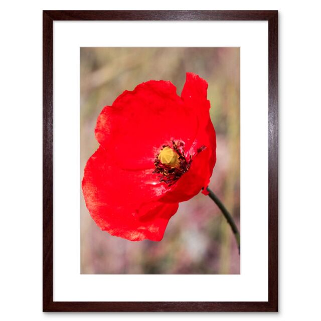 "Artery8 Wall Art Print Bright Poppy Photo Art Black Framed 9x7 inch in Brown - Size: W7"" x H9""" - image 1