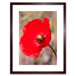 "Artery8 Wall Art Print Bright Poppy Photo Art Black Framed 9x7 inch in Brown - Size: W7"" x H9""" - thumbnail 1
