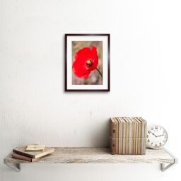 "Artery8 Wall Art Print Bright Poppy Photo Art Black Framed 9x7 inch in Brown - Size: W7"" x H9""" - thumbnail 2