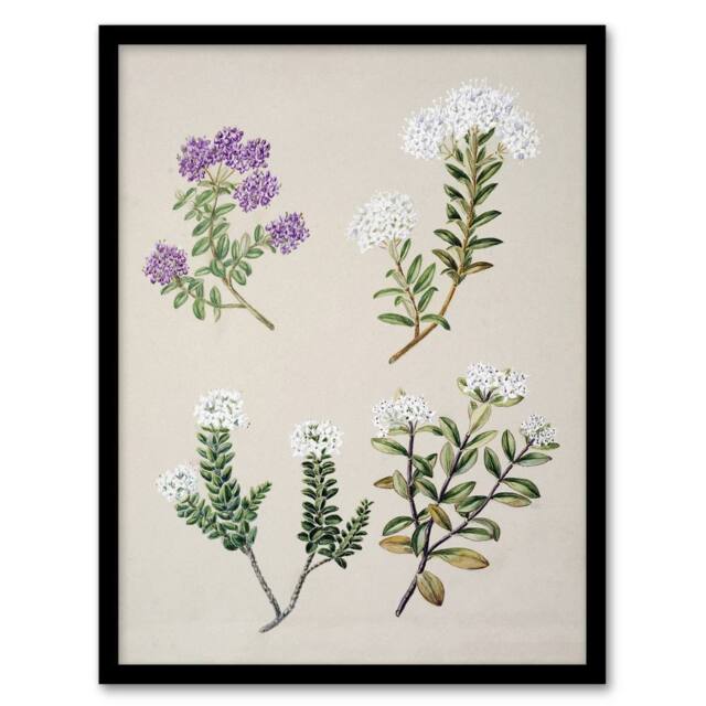 Artery8 New Zealand Four Veronica Flowering Plants Featon Framed Art Print in Beige - Size: A4 - image 1