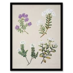 Artery8 New Zealand Four Veronica Flowering Plants Featon Framed Art Print in Beige - Size: A4 - thumbnail 1