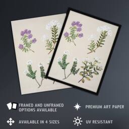 Artery8 New Zealand Four Veronica Flowering Plants Featon Framed Art Print in Beige - Size: A4 - thumbnail 2