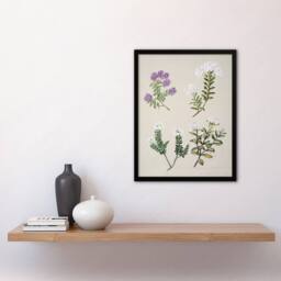 Artery8 New Zealand Four Veronica Flowering Plants Featon Framed Art Print in Beige - Size: A4 - thumbnail 4