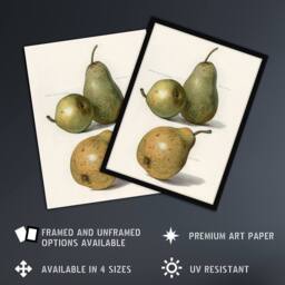 "Artery8 Vintage Illustration of Pear Varieties Wright Framed Wall Art Print in White - Size: W12"" x H16""" - thumbnail 2