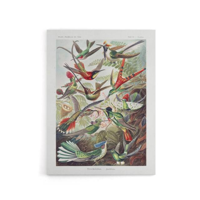 "Artery8 Kolibri Birds Hummingbird Species Haeckel Canvas Wall Art - Size: W18"" x H24""" - image 1