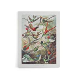 "Artery8 Kolibri Birds Hummingbird Species Haeckel Canvas Wall Art - Size: W18"" x H24""" - thumbnail 1