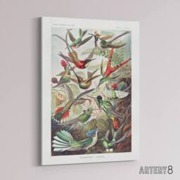 "Artery8 Kolibri Birds Hummingbird Species Haeckel Canvas Wall Art - Size: W18"" x H24""" - thumbnail 2