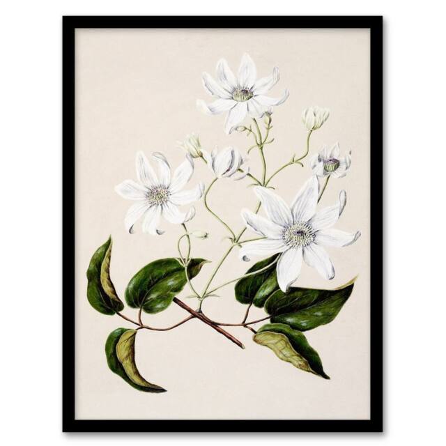 Artery8 Sarah Featon Framed Wall Art New Zealand Puawananga Clematis Flowers in Beige - Size: A4 - image 1