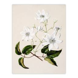 Artery8 Sarah Featon Framed Wall Art New Zealand Puawananga Clematis Flowers in Beige - Size: A4 - thumbnail 3
