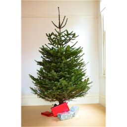 Clifton Premier Nordman Fir Christmas Tree - Low Needle Drop - 1.5m to 1.75m (5 - 6ft) in Green