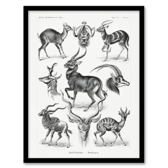 Artery8 Antelope Savanna Africa Haeckel Botanical Framed Wall Art Print in White - Size: A4 - image 1