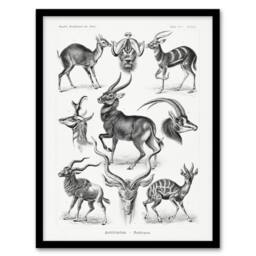 Artery8 Antelope Savanna Africa Haeckel Botanical Framed Wall Art Print in White - Size: A4 - thumbnail 1