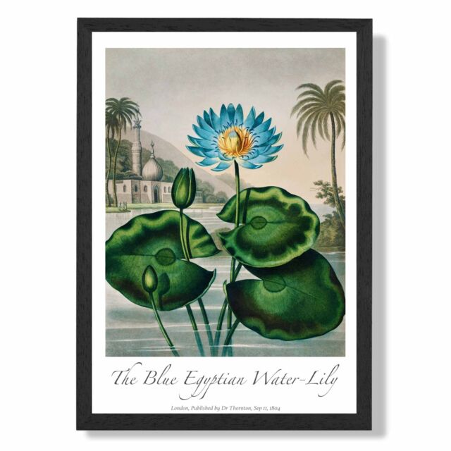 ARTZE Vintage Floral Exhibition - Egyptian Water Lily Framed Print SIZE: A3 with Black Frame in Green - image 1