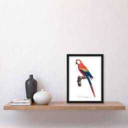 Artery8 Francois Levaillant Framed Wall Art Print Scarlet Macaw Parrot in White - Size: A4 - thumbnail 2