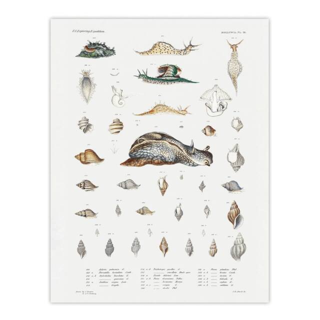 "Artery8 Snail varieties & shells Augustus Gould Wall Art Poster Print in White - Size: W12"" x H16""" - image 1