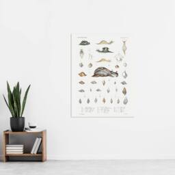 "Artery8 Snail varieties & shells Augustus Gould Wall Art Poster Print in White - Size: W12"" x H16""" - thumbnail 4