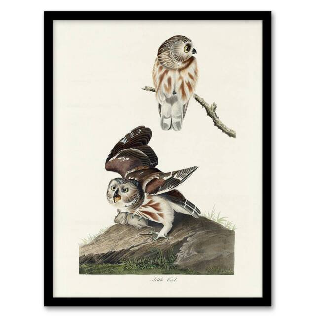 "Artery8 Birds Of America Little Owls Audubon Nature Framed Wall Art Print in White - Size: W12"" x H16""" - image 1