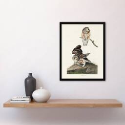 "Artery8 Birds Of America Little Owls Audubon Nature Framed Wall Art Print in White - Size: W12"" x H16""" - thumbnail 4