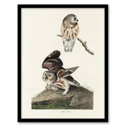 "Artery8 Birds Of America Little Owls Audubon Nature Framed Wall Art Print in White - Size: W12"" x H16""" - thumbnail 1