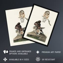 "Artery8 Birds Of America Little Owls Audubon Nature Framed Wall Art Print in White - Size: W12"" x H16""" - thumbnail 2