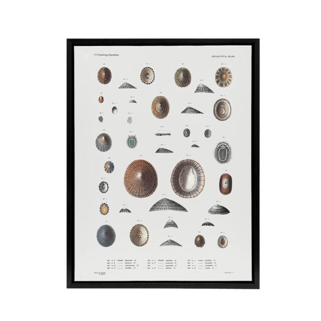 "Artery8 Mollusca Shells Marine Life Augustus Gould Framed Canvas Wall Art in White - Size: W12"" x H16""" - image 1