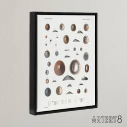 "Artery8 Mollusca Shells Marine Life Augustus Gould Framed Canvas Wall Art in White - Size: W12"" x H16""" - thumbnail 2