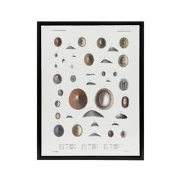 "Artery8 Mollusca Shells Marine Life Augustus Gould Framed Canvas Wall Art in White - Size: W12"" x H16""" - thumbnail 1