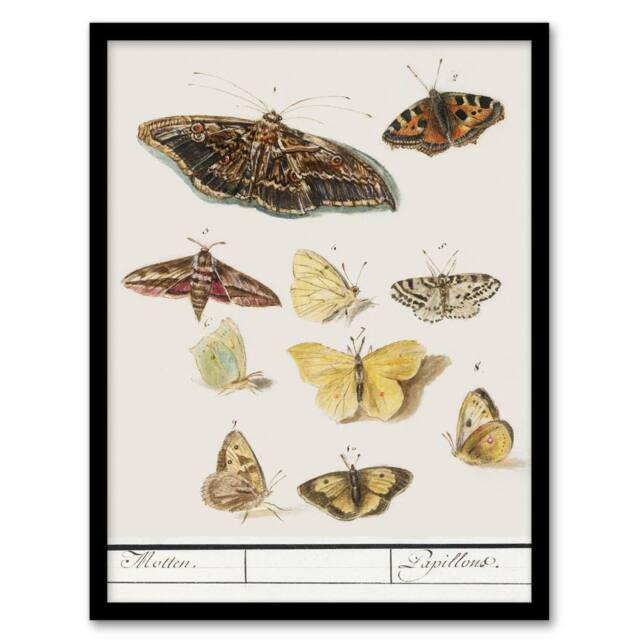 "Artery8 Butterflies & moths Anselmus de Boodt Framed Wall Art Print in White - Size: W12"" x H16""" - image 1