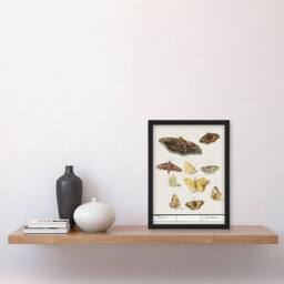 "Artery8 Butterflies & moths Anselmus de Boodt Framed Wall Art Print in White - Size: W12"" x H16""" - thumbnail 4